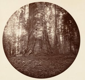 Empire State. C. Grove, ca. 1878 von Carleton Emmons Watkins