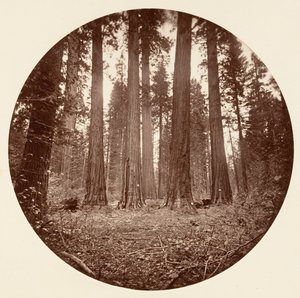 James King of William. Keyston State etc. Calaveras Grove, ca. 1878