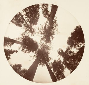 Blick nach oben unter den Zucker-Kiefern - Calaveras Grove