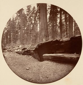 Mammoth Three Grove Hotel, Calaveras Co von Carleton Emmons Watkins