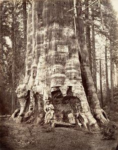Mutter des Waldes, 1865-66, gedruckt ca. 1876 von Carleton Emmons Watkins