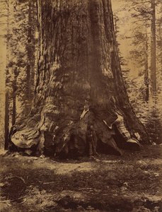 Abschnitt des Grizzly-Riesen mit Galen Clark, Mariposa Grove, Yosemite, 1865-66