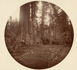Der Vater des Waldes - C. Grove, ca. 1878