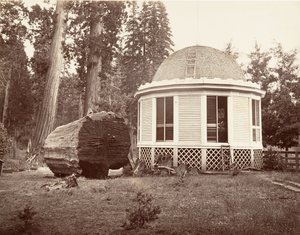 Das Haus, das über dem Stumpf eines großen Baumes gebaut wurde, 1865-66, gedruckt ca. 1876
