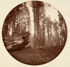 Die Mutter des Waldes aus dem Vater des Waldes - Calavaras Grove, ca. 1878