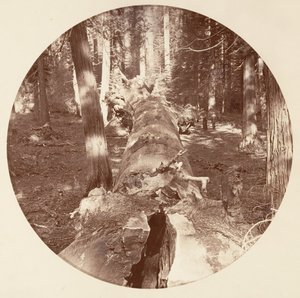 Yosemite-Nationalpark, Kalifornien, ca. 1878 von Carleton Emmons Watkins