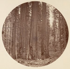 [Yosemite-Nationalpark, Kalifornien], ca. 1878 von Carleton Emmons Watkins