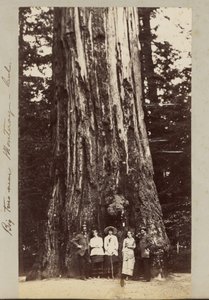 Große Bäume in der Nähe von Monterey - Kalifornien