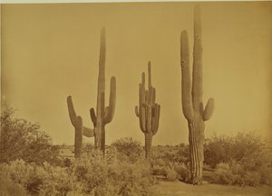 Kaktus, Arizona - Cereus Giganteus von Carleton Watkins