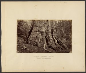 [Kalifornien - Mariposa Big Trees, "Washington" 270 ft. hoch, 92 ft. Umfang]
