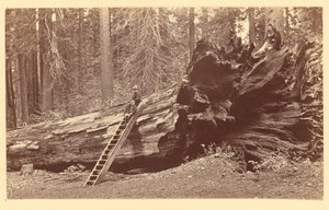 Vater des Waldes Calaveras Grove von Carleton Watkins