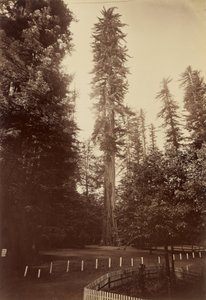 Riesenmammutbaum, Santa Cruz von Carleton Watkins