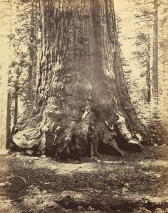 [Abschnitt des Grizzly-Riesen] von Carleton Watkins