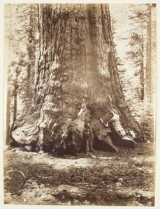 Abschnitt des Grizzly-Riesen mit Galen Clark, Mariposa Grove, Yosemite von Carleton Watkins
