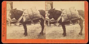 Der älteste Bewohner der Farallone-Inseln von Carleton Watkins