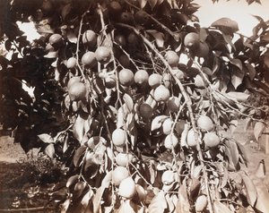Ohne Titel [Frucht am Baum] von Carleton Watkins