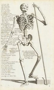 Anatomische Studie des menschlichen Skeletts von Carlo Cesi von Carlo Cesi