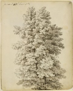 Baumgruppe von Caspar David Friedrich