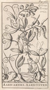 Erdnuss von Caspar Luyken