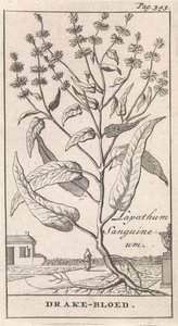 Drachenblut von Caspar Luyken