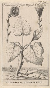 Huflattich mit Hustenkräutern von Caspar Luyken