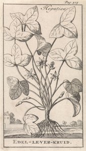 Leberkraut von Caspar Luyken