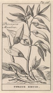 Persicaria Maculosa von Caspar Luyken