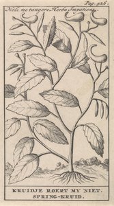 Springkraut von Caspar Luyken
