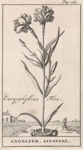 Titelblatt und acht Drucke mit Blumen