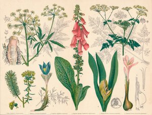 Britische Giftpflanzen von Cassell and Co