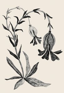 Elegante botanische Blüte