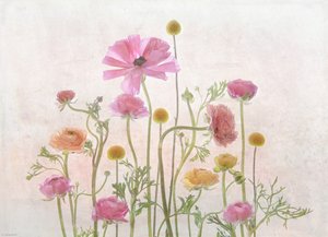 Sanfte Rosa Ranunkeln