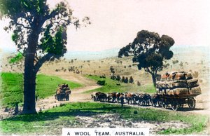 Ein Wollteam, Australien, um 1920er Jahre