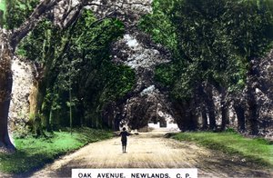Eichenallee, Newlands, Johannesburg, Gauteng, Südafrika, um 1920er Jahre von Cavenders Ltd
