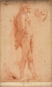 Studie eines stehenden männlichen Aktes, mit einer Studie eines Kopfes im Dreiviertelprofil, ca. 1640 von Cecco Bravo