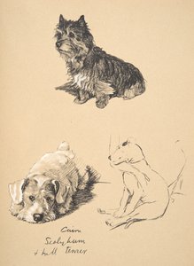 Cairn, Sealyham und Bullterrier, 1930, Illustrationen aus seinem Skizzenbuch verwendet für Just Among Friends, Aldin, Cecil Charles Windsor (1870-1935), später veröffentlicht von Eyre und Spottiswoode Limited, 1934