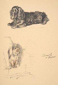 Spaniel und Chow, 1930, Illustrationen aus seinem Skizzenbuch verwendet für Just Among Friends, Aldin, Cecil Charles Windsor (1870-1935), später veröffentlicht von Eyre und Spottiswoode Limited, 1934 von Cecil Charles Windsor Aldin