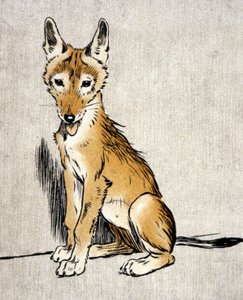 Junger Schakal, ca. 1900 (Gravur) von Cecil Charles Windsor Aldin