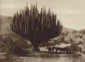 Mexiko: Kaktus in Kandelaberform, Oaxaca
