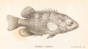 Cichla, Aenea von Charles Alexandre Lesueur
