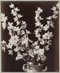 Blumenstudie mit Kölner Topf