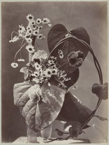 Blumenstudie mit Glasvasen