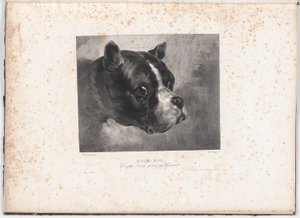 Bulldogge