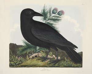 Rabe, Corvus Corai, aus 