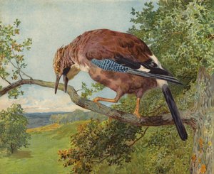 Eichelhäher