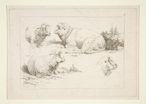 Studie von Schafen von Charles Echard
