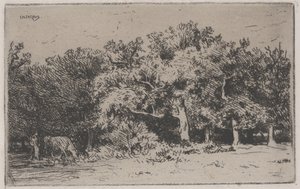 Eine Ecke des Waldes von Fontainebleau