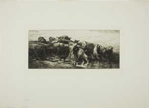 Kühe trinken aus dem Fluss