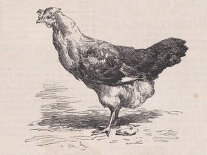 Französische gewöhnliche Henne, schlechte Legerin, aus Magasin Pittoresque von Charles Emile Jacque