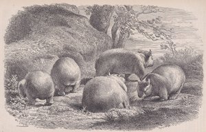 Der Wombat, aus Le Magasin Pittoresque, ca. 1852 von Charles Emile Jacque